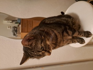 Kater an guten Platz zu vergeben