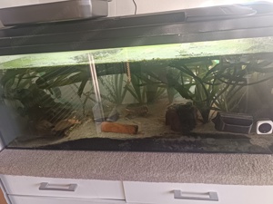 Aquarium 240L