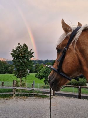 Biete eine Reitbeteiligung mit Reitunterricht in Feldkirch