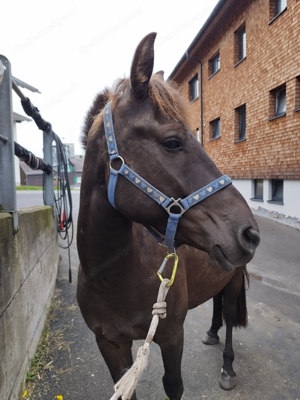 Suche Einstellplatz für meinen Konik Wallach