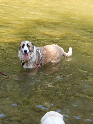 Griechischer Schäferhund