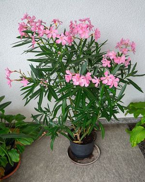 Diverse Oleander, 150 cm, weiß, rot, rosa, Kübelpflanze Bild 10