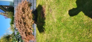 Baum für Garten