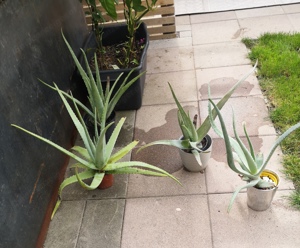 Aloe Vera 