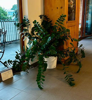 Glücksfeder Zamioculcas