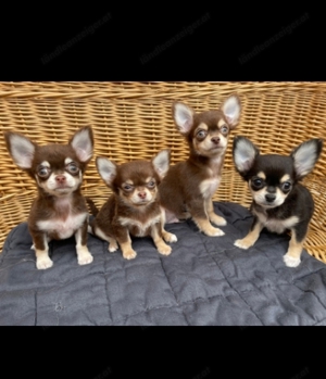 süsse reinrassige, langhaarige Chihuahua Welpen