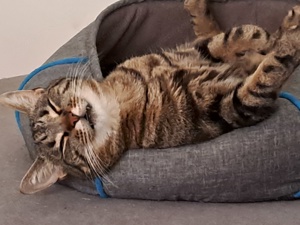 Lieber Kater an guten Platz abzugeben