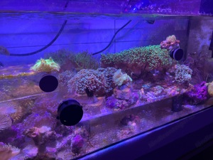 Korallen Meerwasser Aquarium  Bild 2