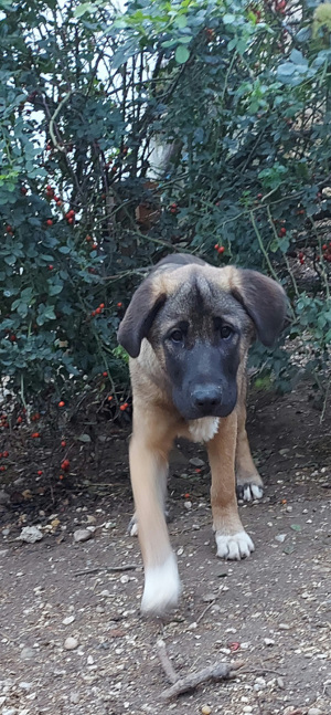 Aaron, Allegra und Apollo - NOTFALL Österreich Bild 6