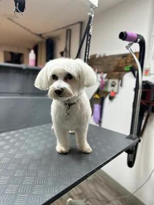 Ihr Hund braucht einen neuen Haarschnitt ? Bild 7