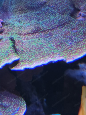 unterschiedliche Montipora Anleger  Bild 2