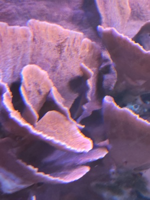 unterschiedliche Montipora Anleger  Bild 3