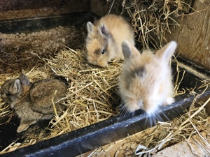 zwerghasen zwergkaninchen grosse hasen Bild 5