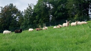 Weideflächen und Stall gesucht - Raum Götzis