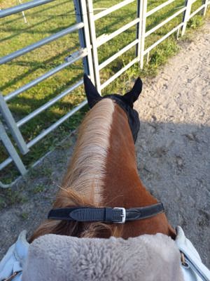 Reitbeteiligung in der angrenzenden Schweiz zu vergeben. 