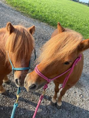 Reitbeteiligung auf Pony für Erwachsene mit Kind ern bis 40 kg  Bild 1