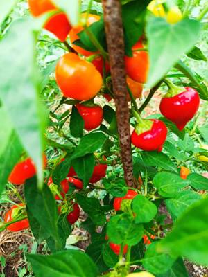 Chili Bolivian rund Bio Chilisamen  Bild 5