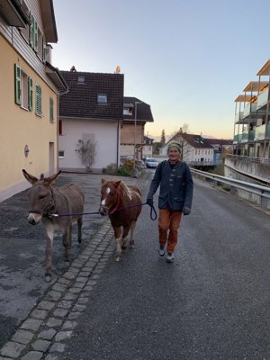 Lieber Ponyhengst sucht neues Zuhause  Bild 2