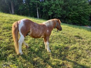 Lieber Ponyhengst sucht neues Zuhause 