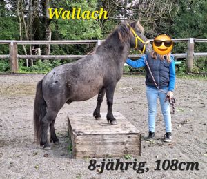 Shetlandponys  Bild 8