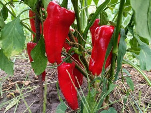 Paprika Shishito Paprikasamen - japanischer Bratpaprika Bild 2