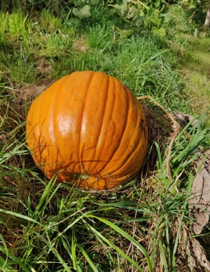 Mithilfe Gartenarbeit gesucht