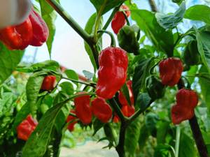 Chili Habanero Senegal Chilisamen - roter Habanero mit vielen Chilischoten Bild 2