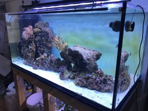 800l Aquarium