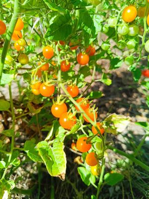 Gelbe Johannisbeere Tomatensamen - Wildtomate mit kleinen süßen Früchten Bild 2