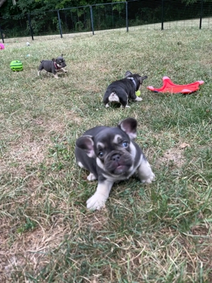 Franse bulldog-puppies