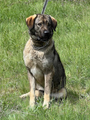 Bela sucht Menschen mit Herdenschutzhunde-Erfahrung - NOTFALL Bild 3