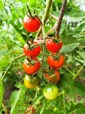 Mexikanische Honigtomate Samen - Bio Tomatensamen - die Süße