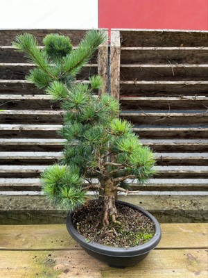 Japanische Mädchenkiefer Bonsai