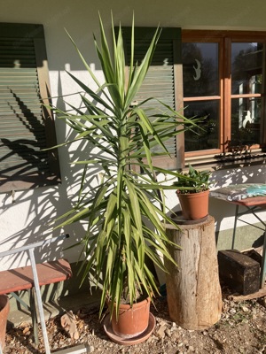 Yucca Palme