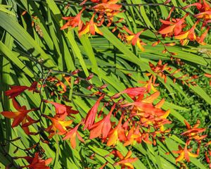 Hauswurz, Kakteen, Kaktus, Montbretien Zwiebel, Hibiskus, Purpurglöckchen, Johanniskraut großblumig Bild 3