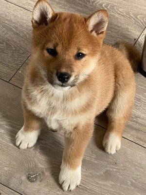 Weiblicher Shiba Inu-Welpe verfügbar