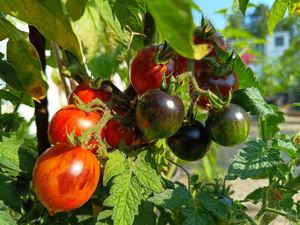 Tomate Dwarf Antho Striped Tomatensamen - Buschtomate mit wunderschönen Früchten