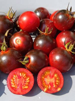 Tomate Black Eagle Tomatensamen - hübsche Kirschtomate mit dunkelblauer, lila und roten Färbung