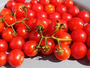 Balkontomate Bajaja Tomatensamen - ertragreiche Ernte mit bis zu 700 Früchten