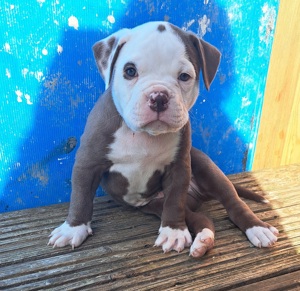 American Bulldog Welpen 