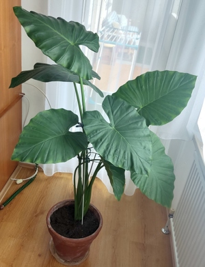 Elefantenohr Alocasia Pfeilblatt