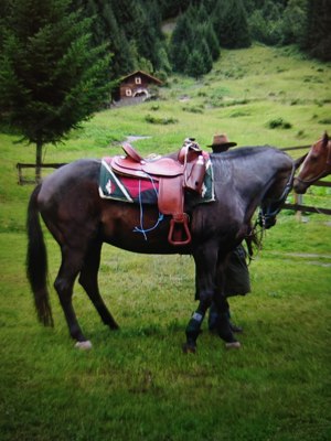 Western Sattel für Warmblut