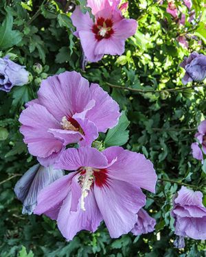 Hauswurz, Kakteen, Kaktus, Montbretien Zwiebel, Hibiskus, Purpurglöckchen, Johanniskraut großblumig Bild 5