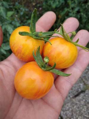 Haley's Rainbow Dwarf Bio Tomatensamen - unkomplizierte Buschtomate