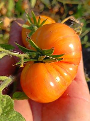 Haley's Rainbow Dwarf Bio Tomatensamen - unkomplizierte Buschtomate Bild 3