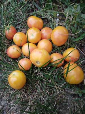 Haley's Rainbow Dwarf Bio Tomatensamen - unkomplizierte Buschtomate Bild 2