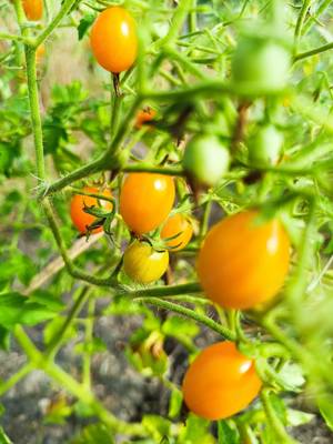 Clementine Bio - 10+ Tomatensamen - frühreifende Kirschtomate aus Frankreich