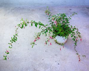 Hauswurz, Kakteen, Kaktus, Montbretien Zwiebel, Hibiskus, Purpurglöckchen, Johanniskraut großblumig Bild 8