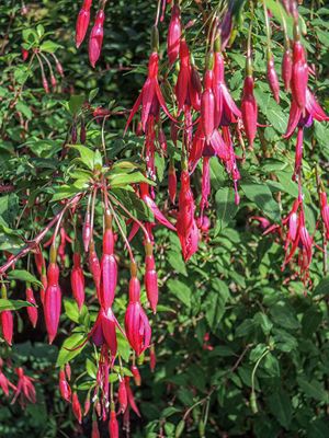 Hauswurz, Kakteen, Kaktus, Montbretien Zwiebel, Hibiskus, Purpurglöckchen, Johanniskraut großblumig Bild 7