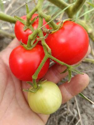 Hellfrucht Tomatensamen - robuste Salattomate mit kräftigem Wuchs Bild 2